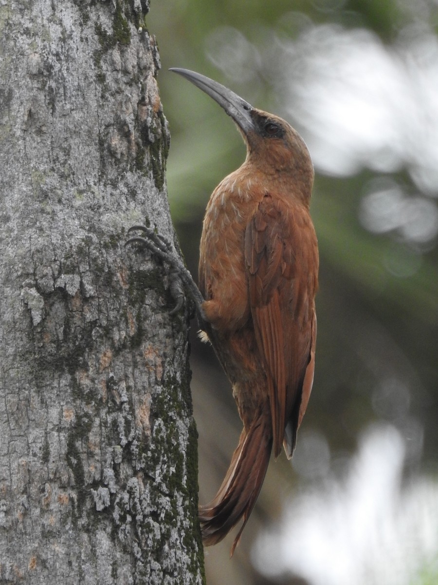 Great Rufous Woodcreeper - ML613039477