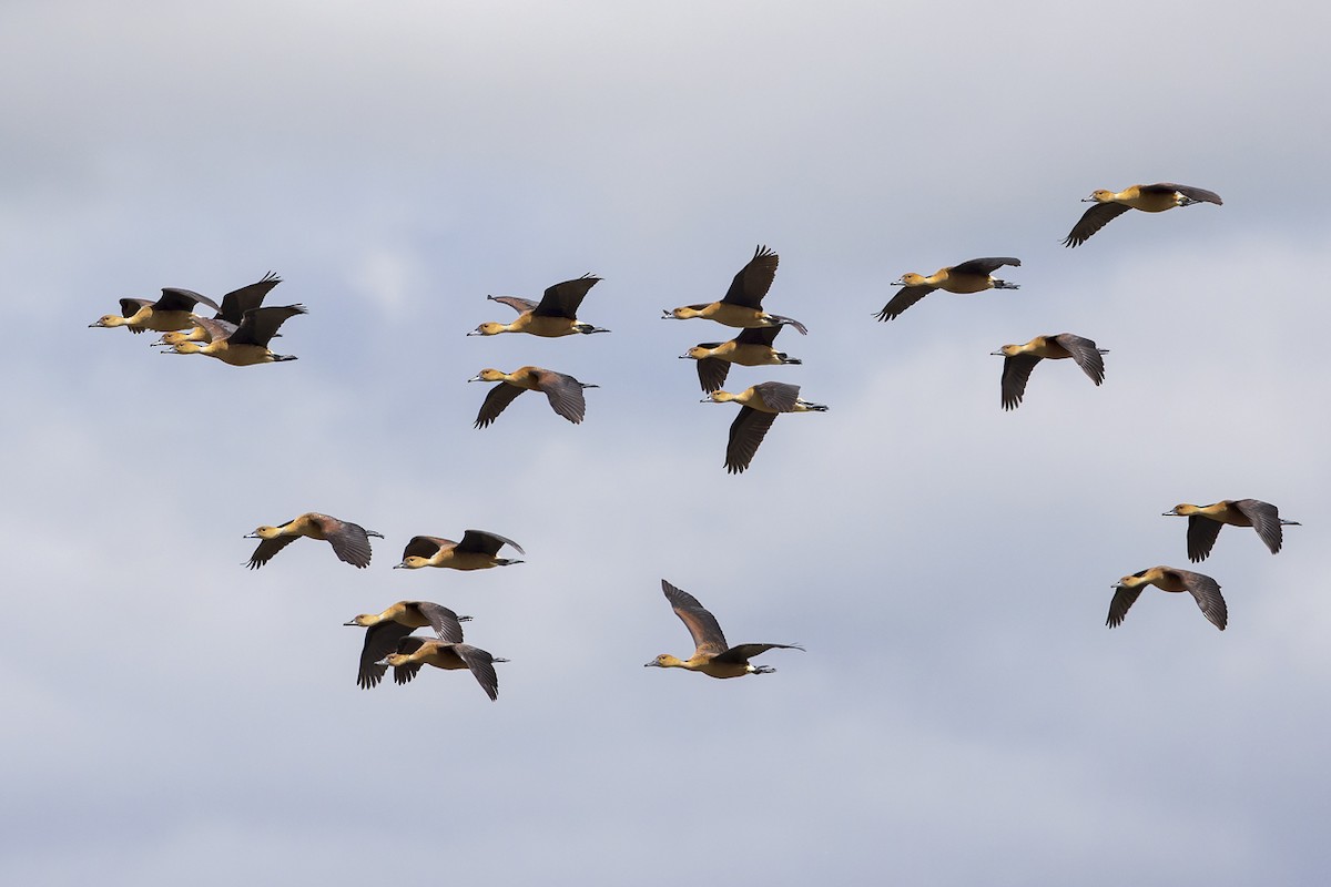 Fulvous Whistling-Duck - Jody de Bruyn