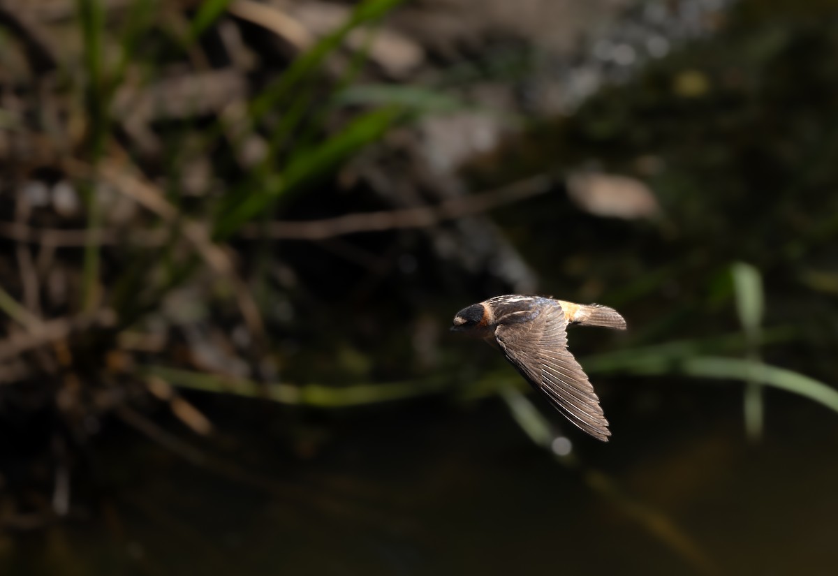 Cliff Swallow - ML613039499