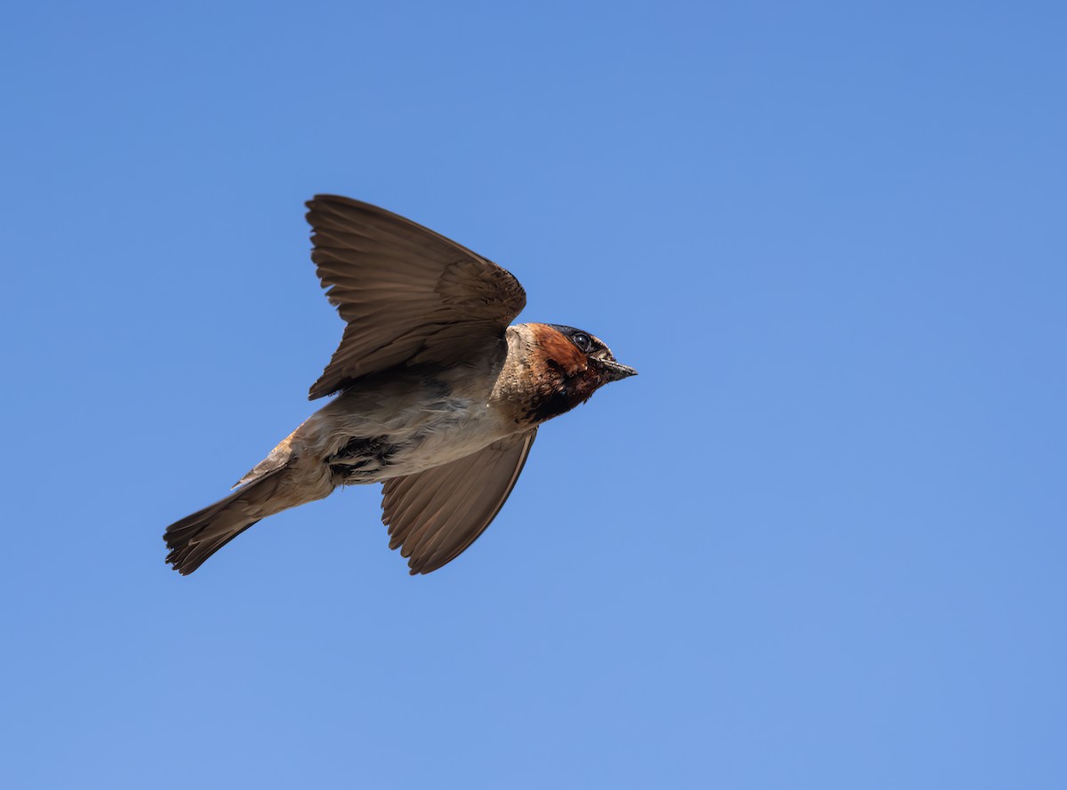 Cliff Swallow - ML613039500