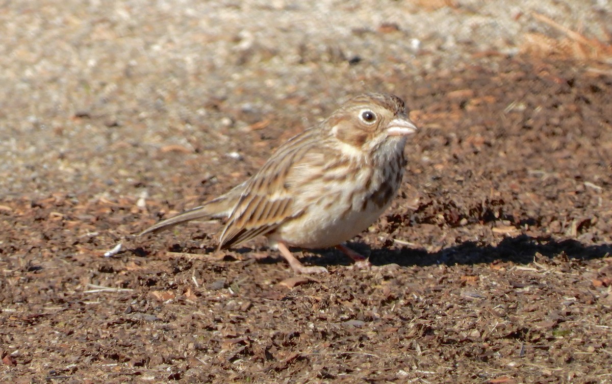 Vesper Sparrow - ML613039503