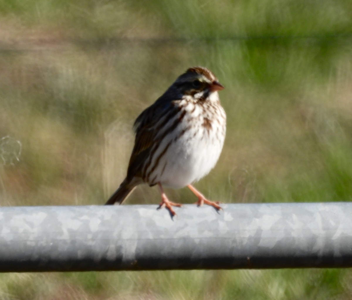 Savannah Sparrow - ML613039526