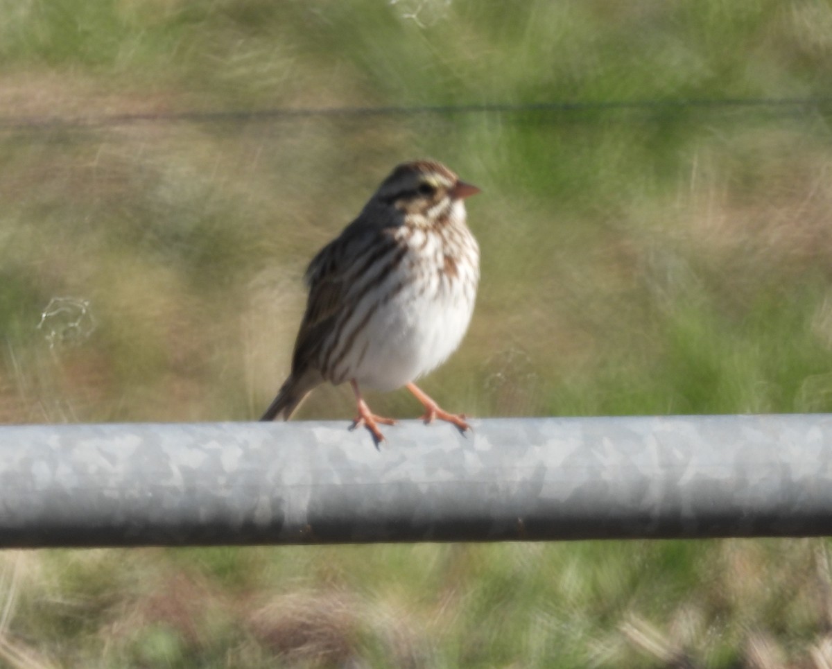 Savannah Sparrow - ML613039527