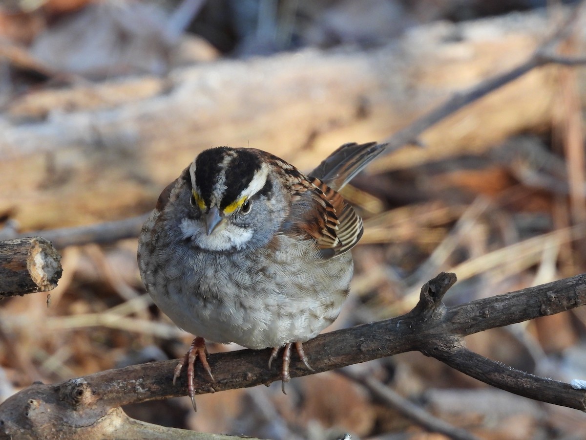 White-throated Sparrow - ML613039533