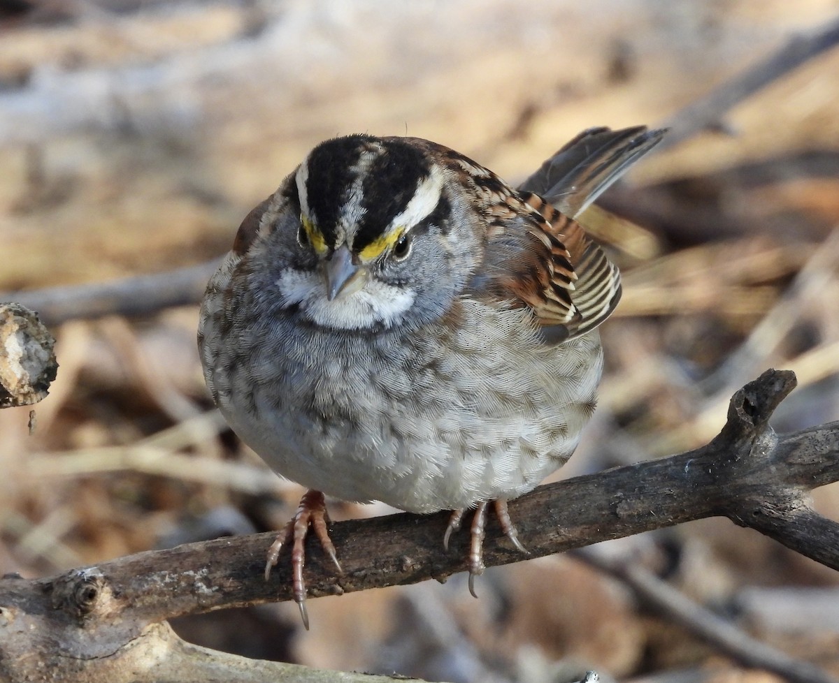 White-throated Sparrow - ML613039534