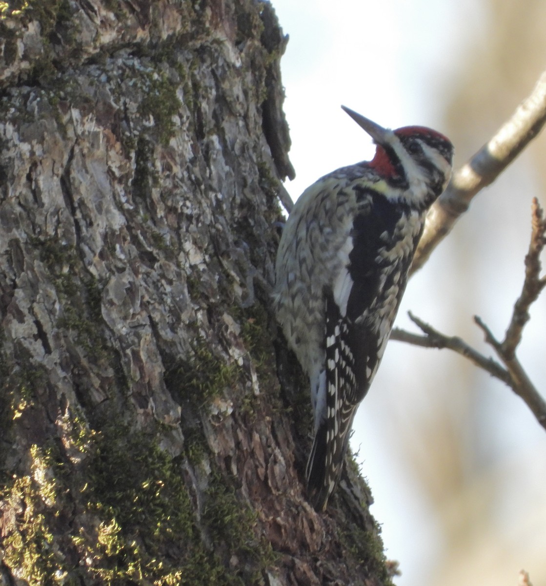 Yellow-bellied Sapsucker - ML613039562