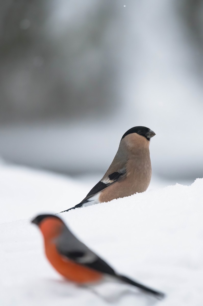 Eurasian Bullfinch (Eurasian) - ML613039593