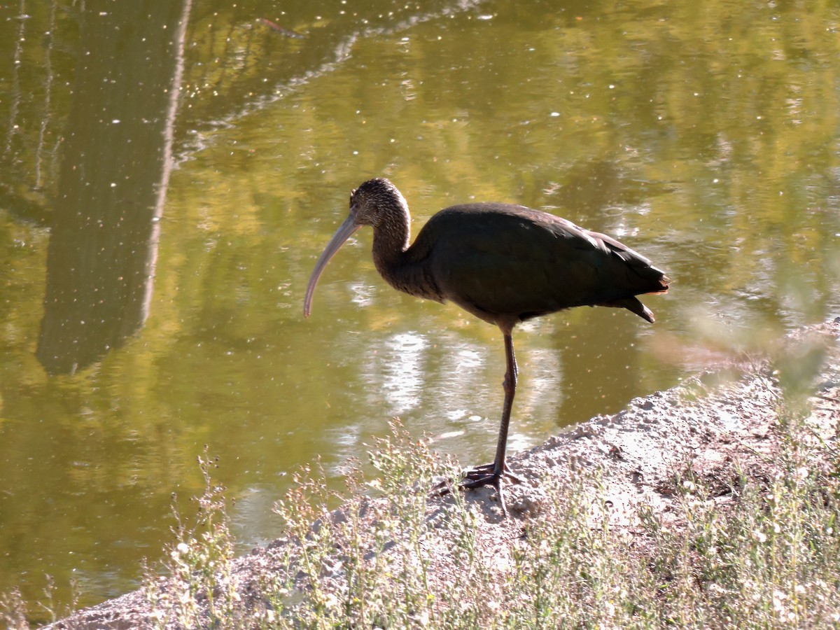 White-faced Ibis - ML613039610
