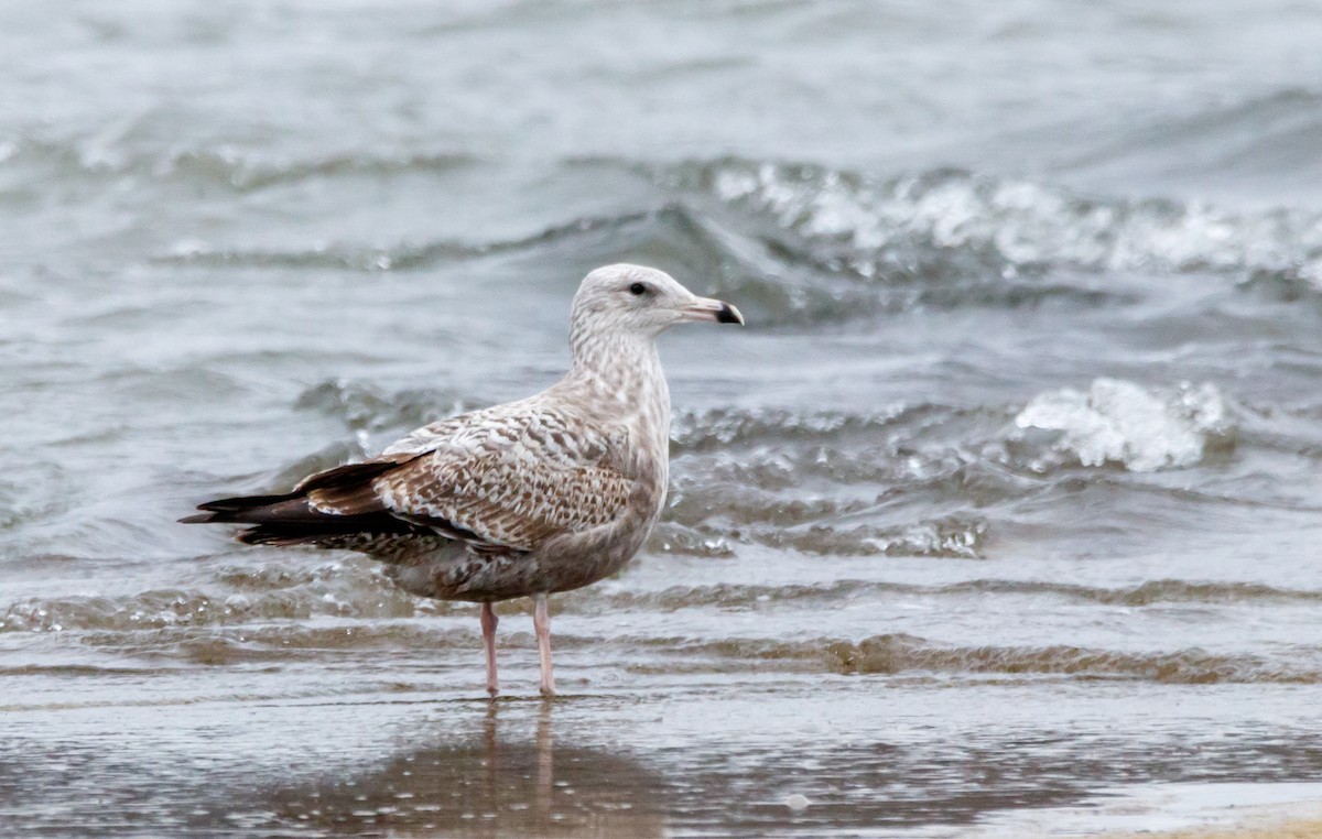 Gaviota Argéntea - ML613039616