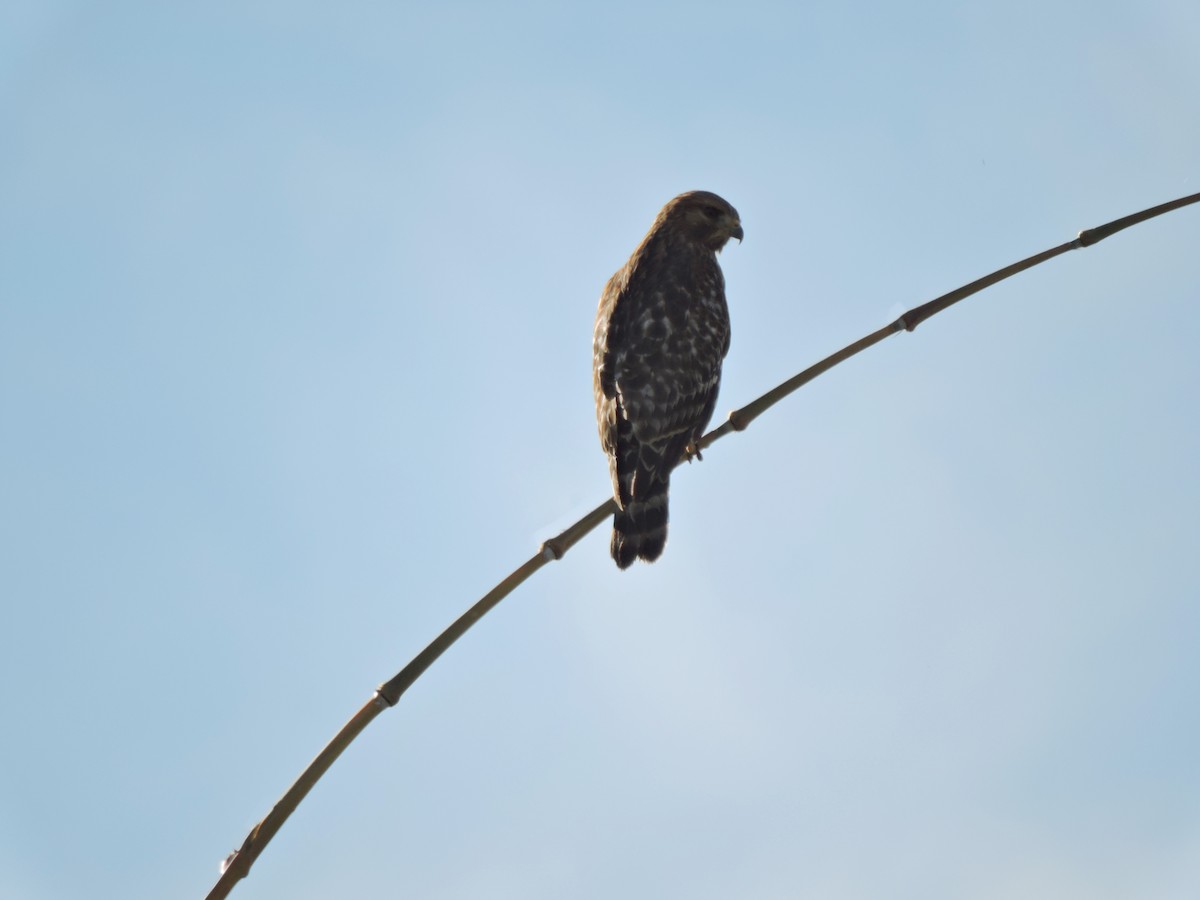 Red-shouldered Hawk - ML613039622