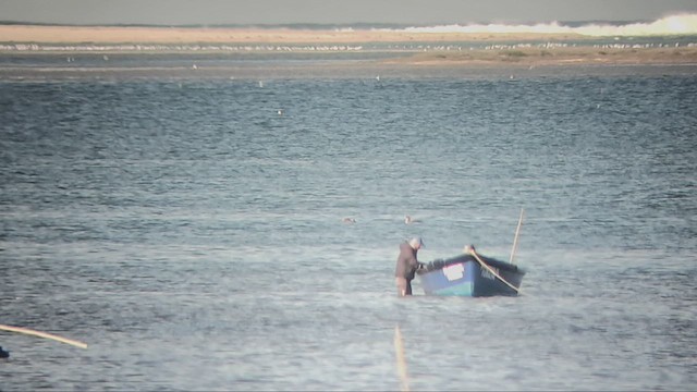 Common Loon - ML613039628