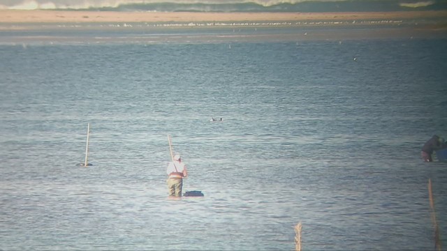 Common Loon - ML613039631