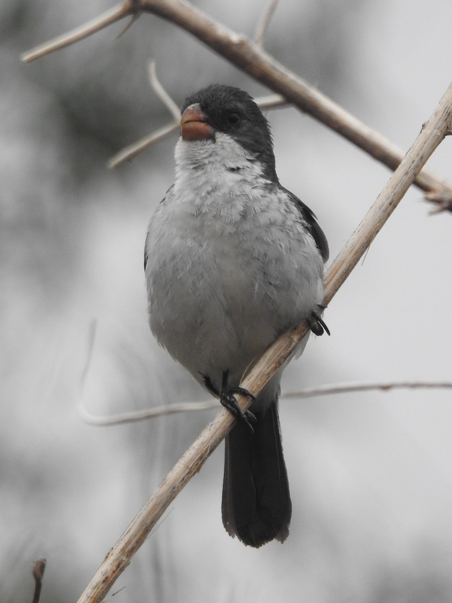 White-bellied Seedeater - ML613039634