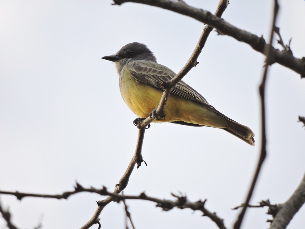 Cassin's Kingbird - ML613039650