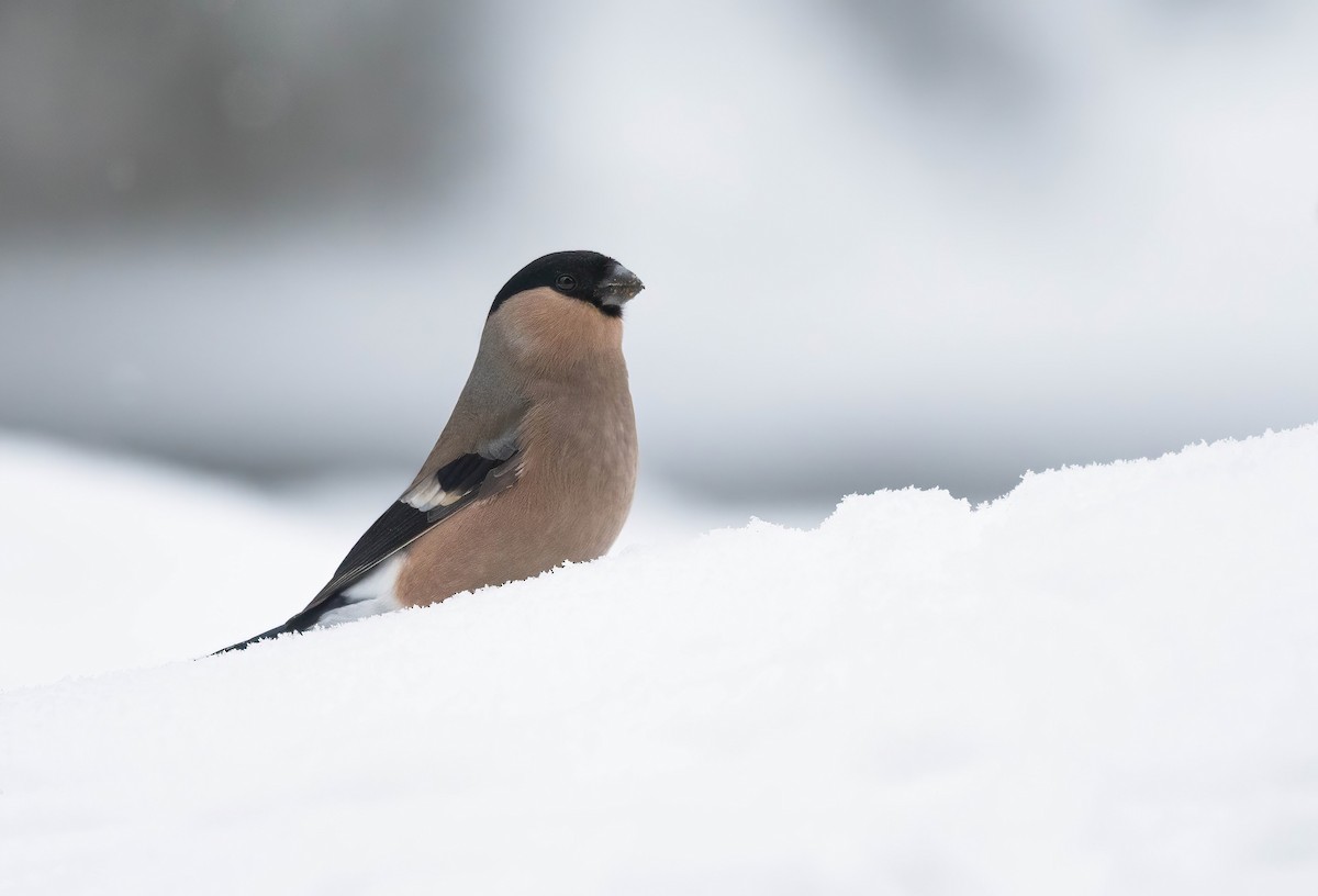 Eurasian Bullfinch (Eurasian) - ML613039655