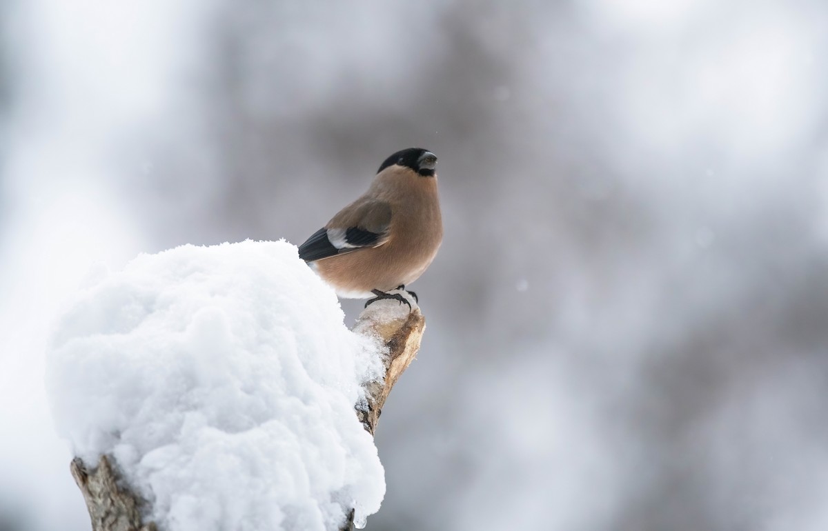 Eurasian Bullfinch (Eurasian) - ML613039656