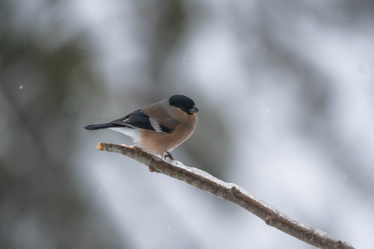 Eurasian Bullfinch (Eurasian) - Éric Francois Roualet