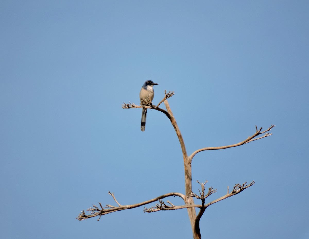 California Scrub-Jay - Lydia Curtis