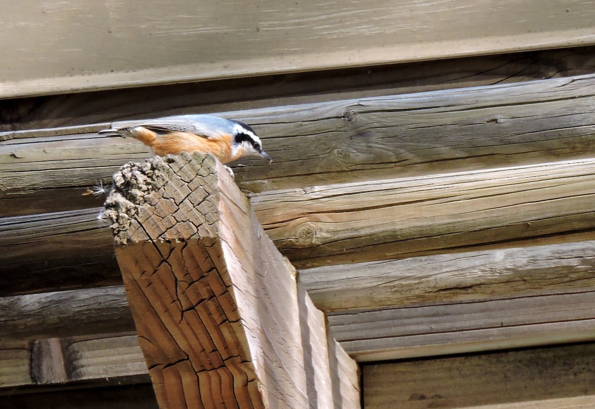 Red-breasted Nuthatch - ML613039680