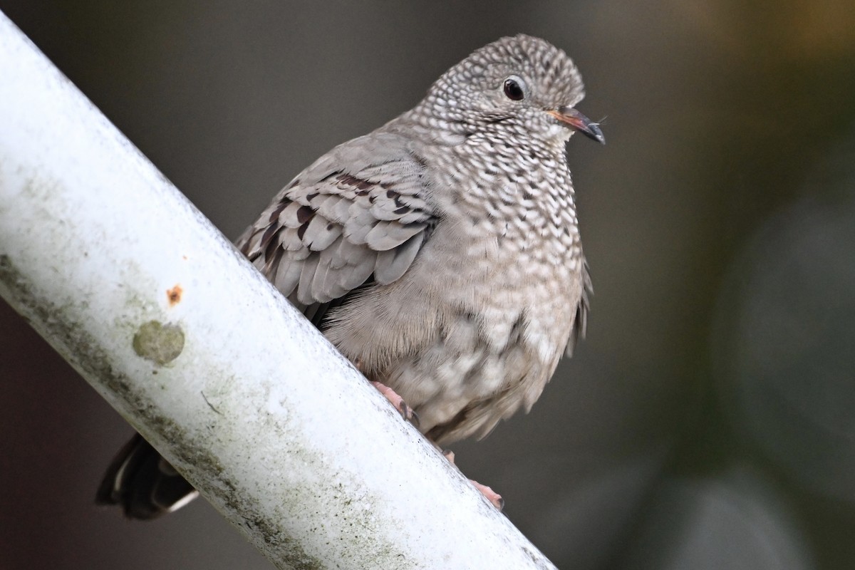 Common Ground Dove - ML613039692