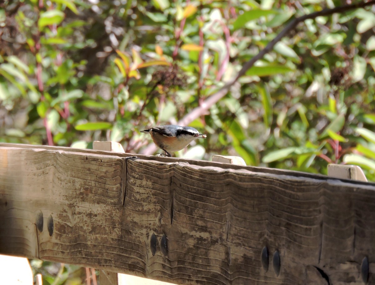 Red-breasted Nuthatch - Lydia Curtis