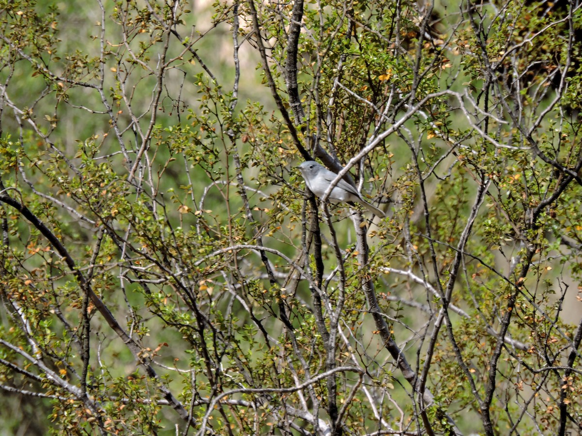 Blue-gray Gnatcatcher - ML613039711