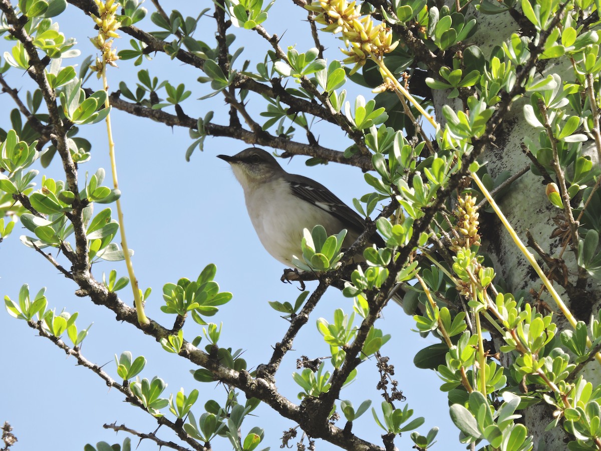 Northern Mockingbird - ML613039728