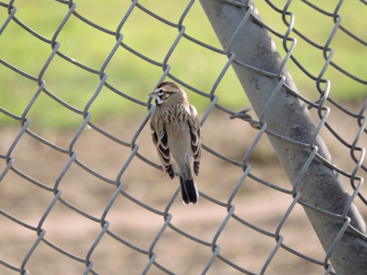 Lark Sparrow - ML613039740