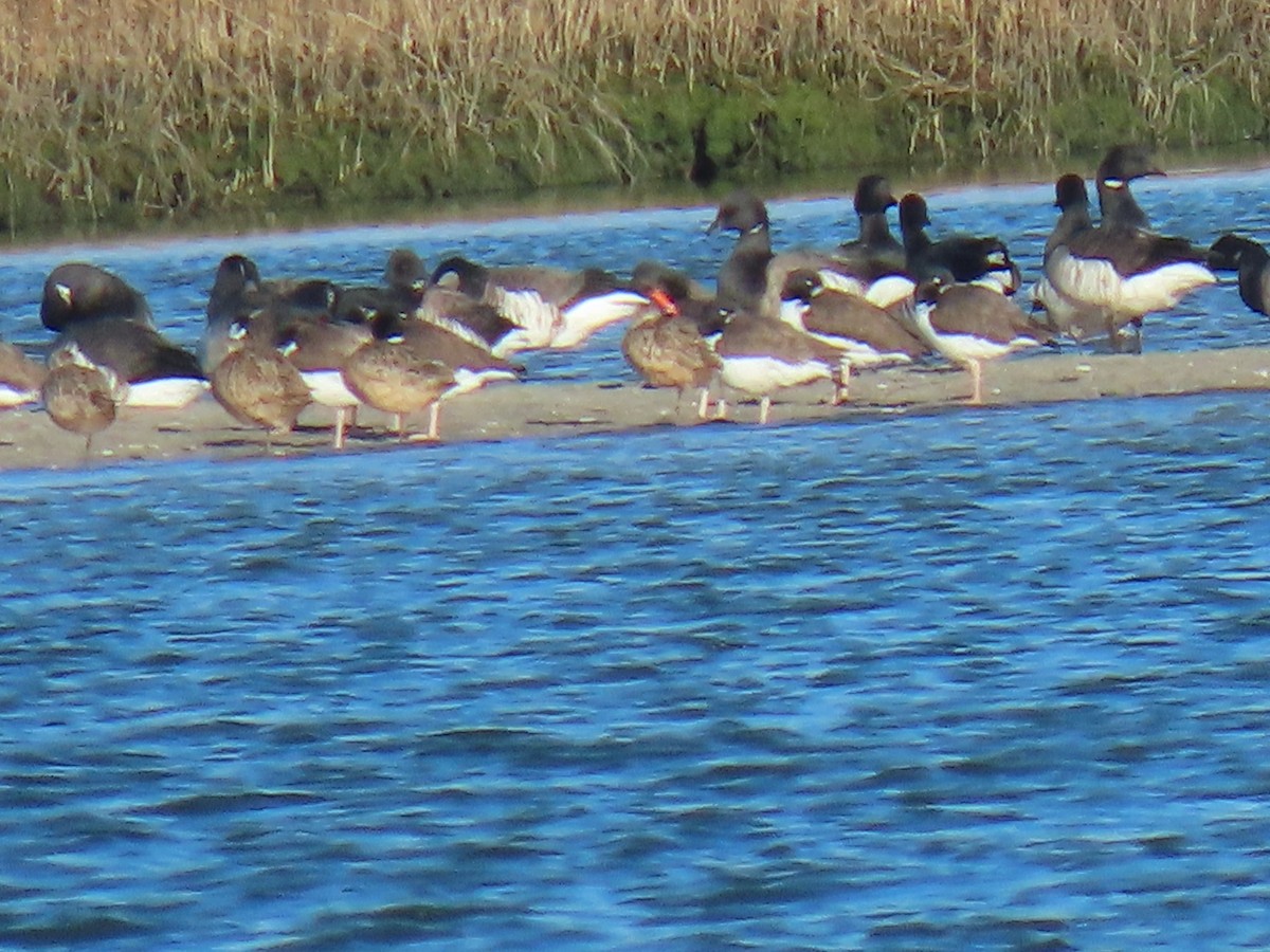 Marbled Godwit - John Gaglione