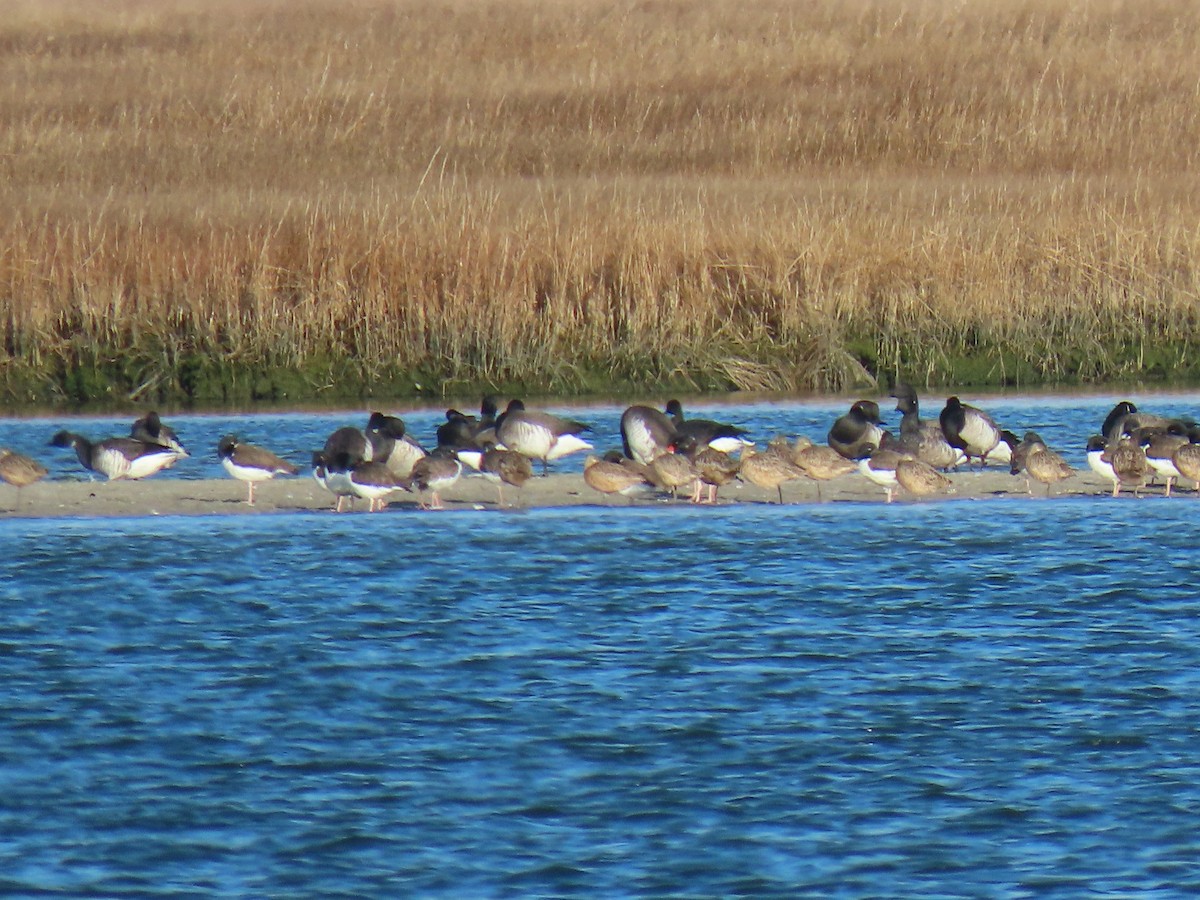 Marbled Godwit - John Gaglione