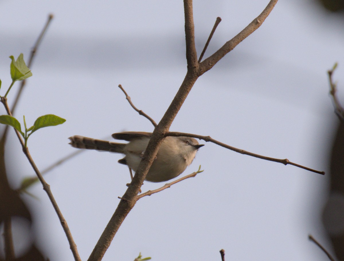 prinia sp. - ML613039754