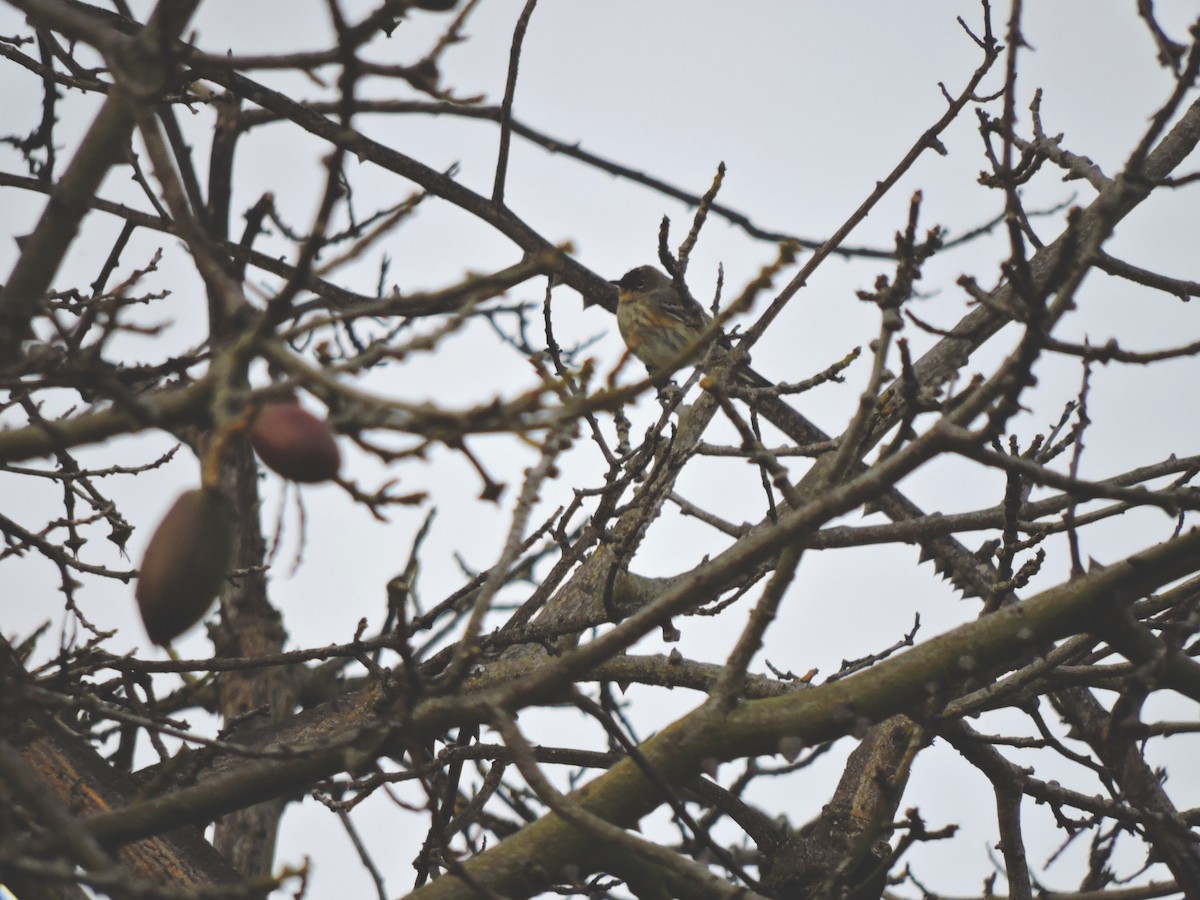 Yellow-rumped Warbler - ML613039757