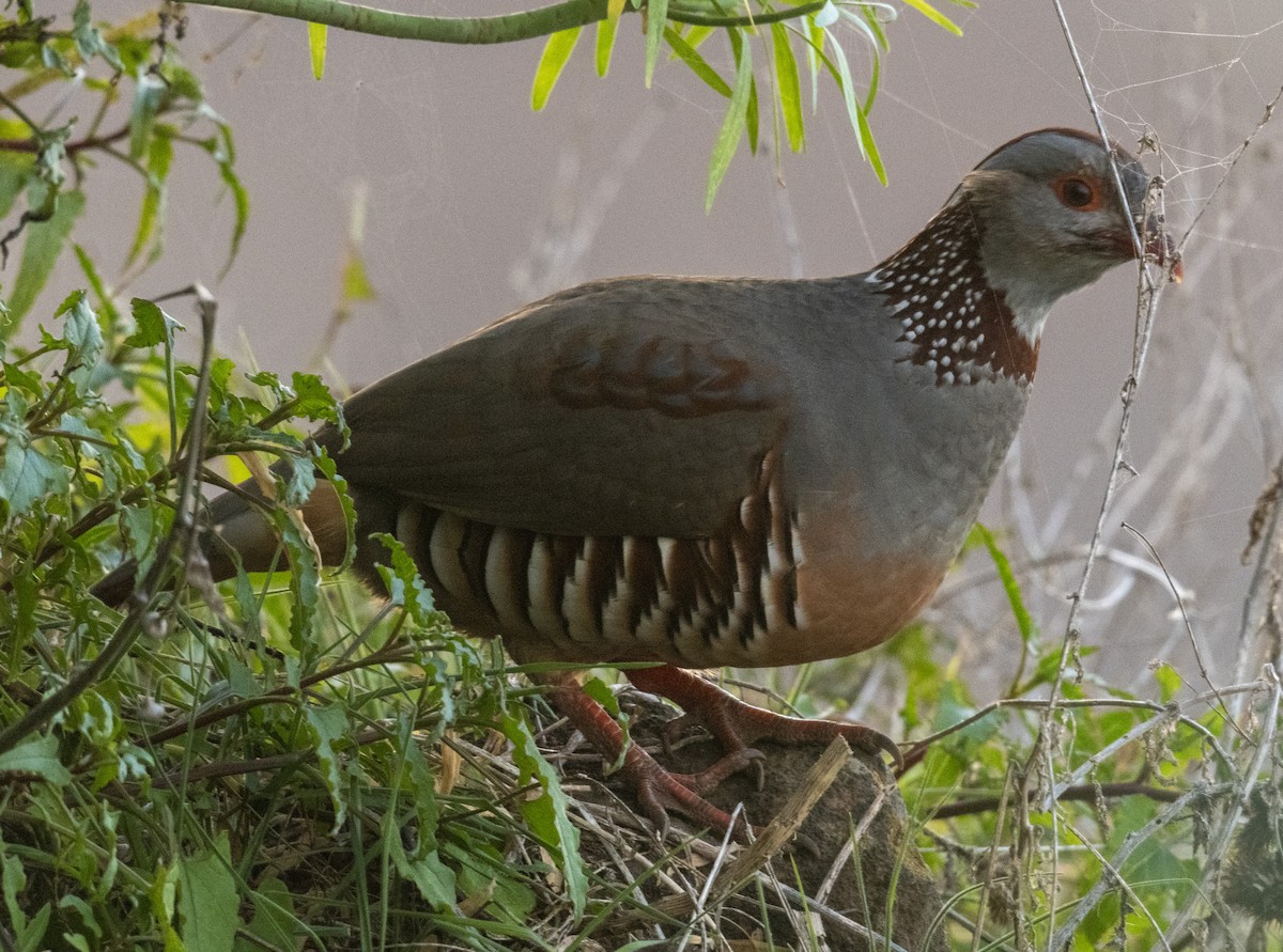 Barbary Partridge - ML613039769
