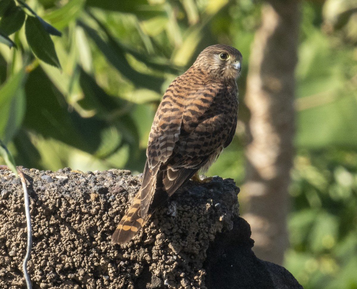 Eurasian Kestrel - ML613039785