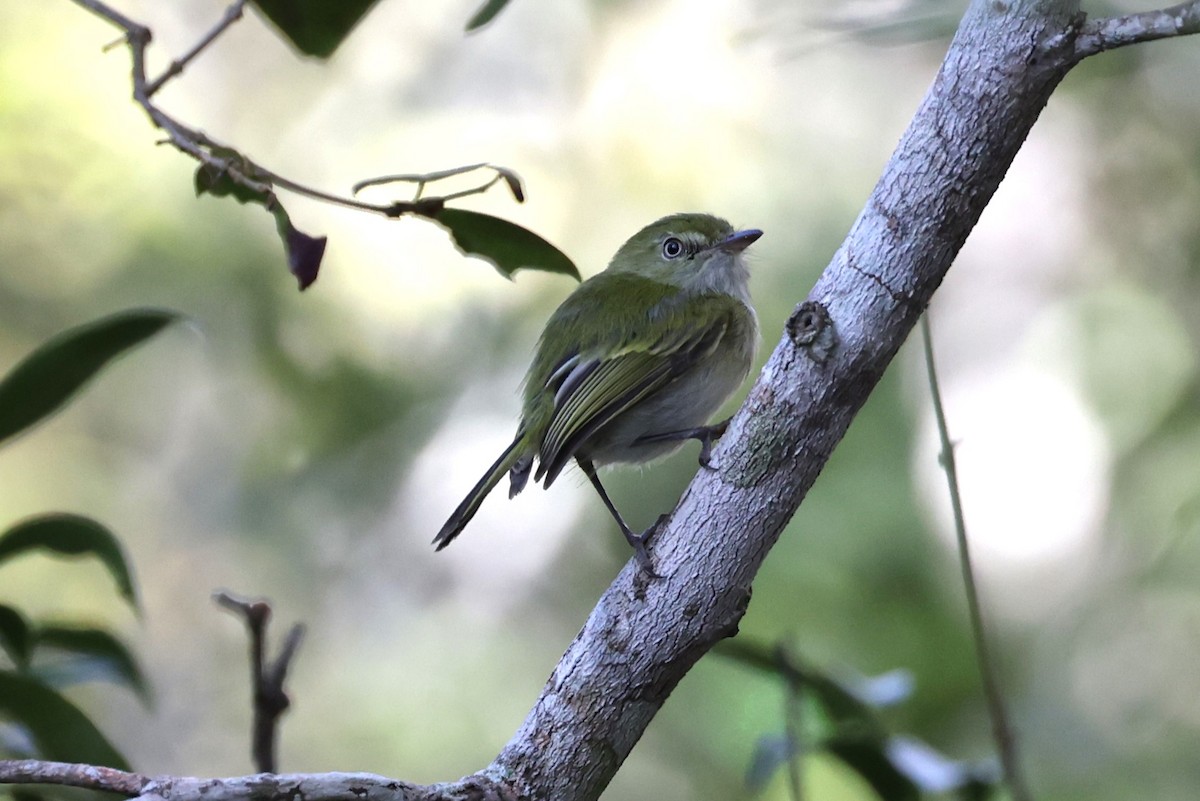 Hangnest Tody-Tyrant - ML613039786