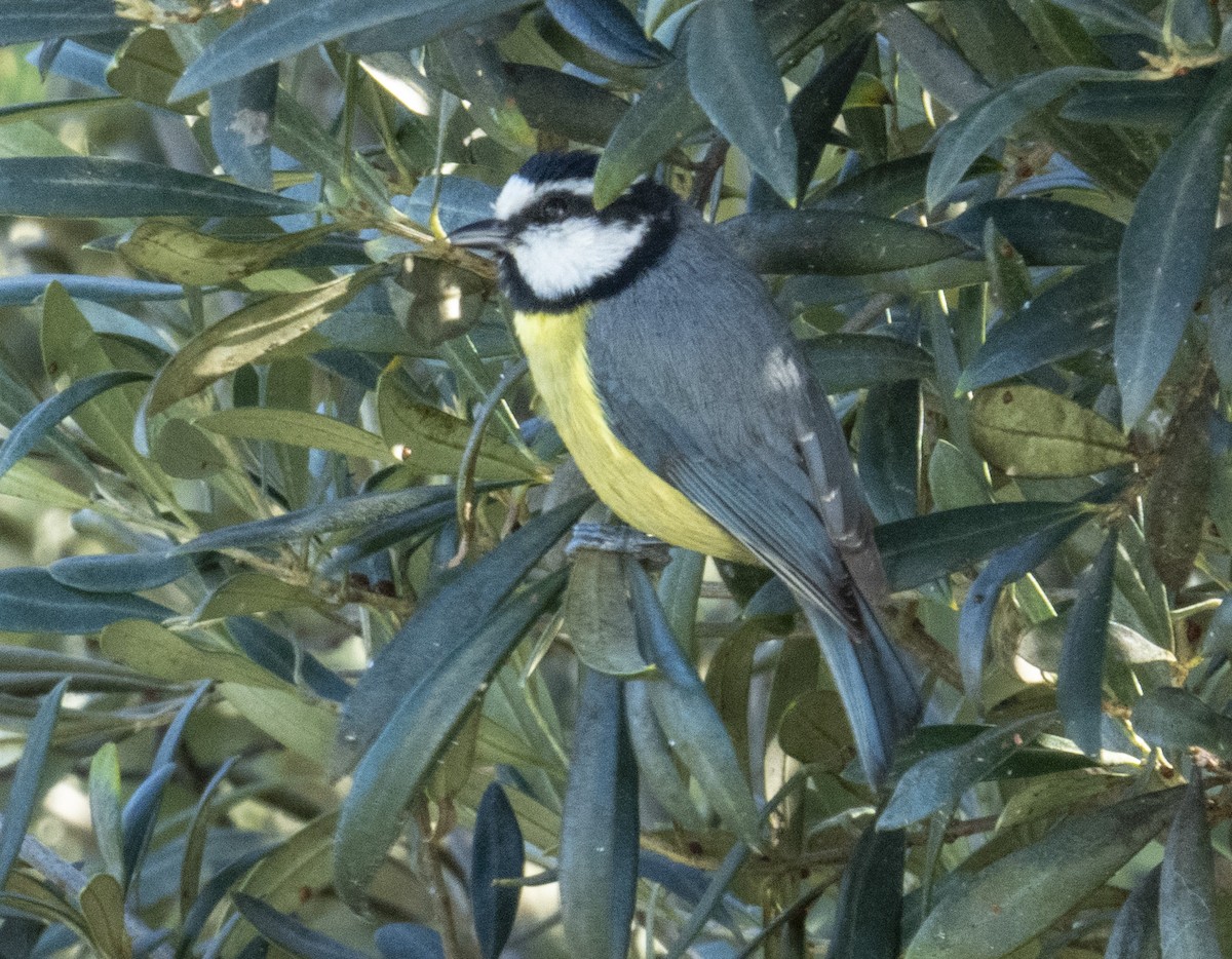 African Blue Tit - ML613039796