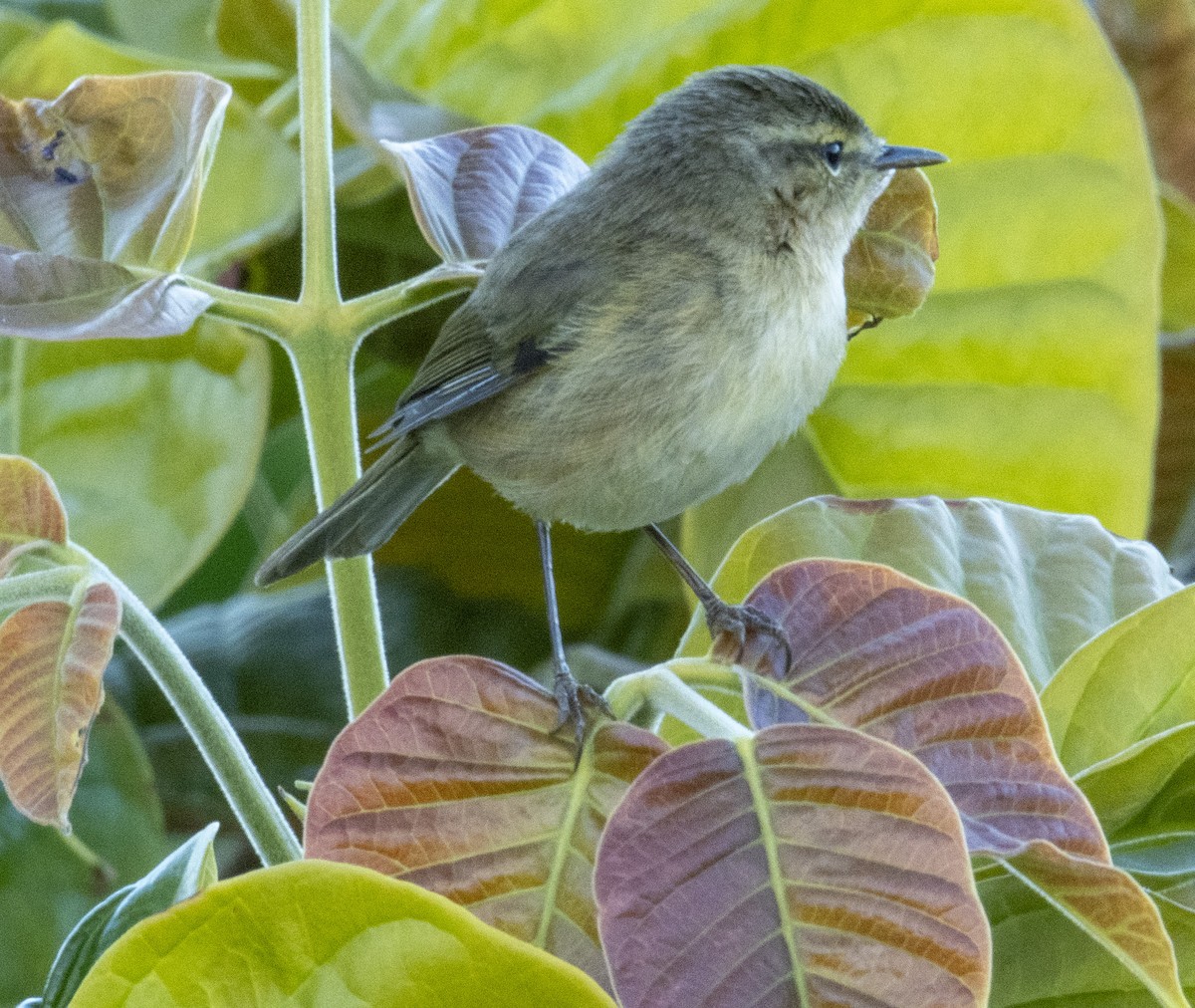 Canary Islands Chiffchaff - ML613039802