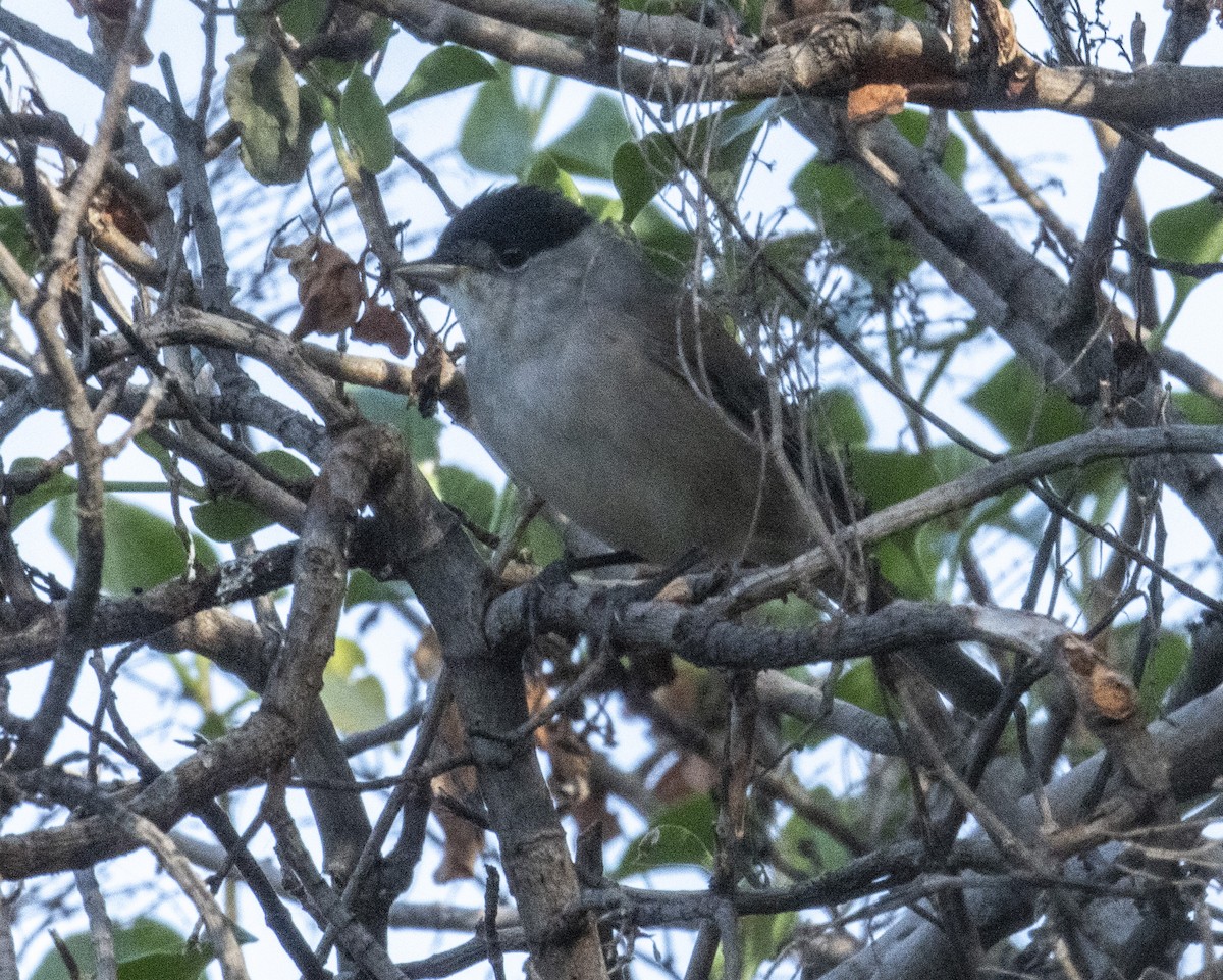 pěnice černohlavá - ML613039814