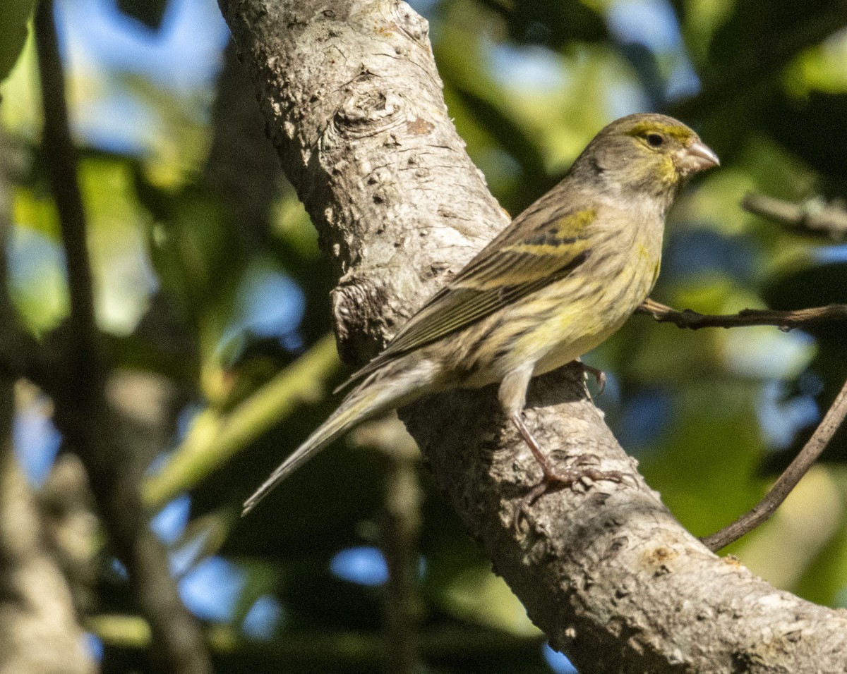 Island Canary - ML613039824