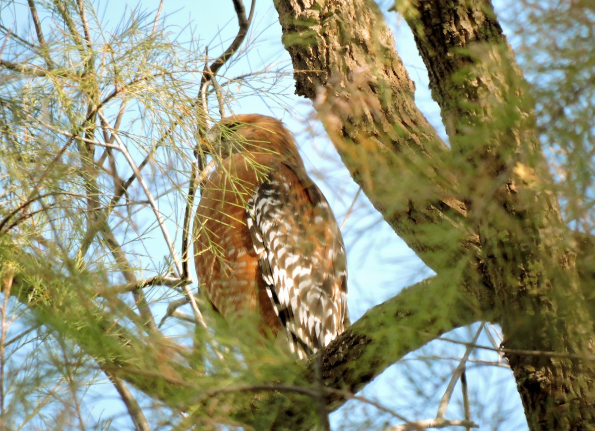 Red-shouldered Hawk - ML613039860