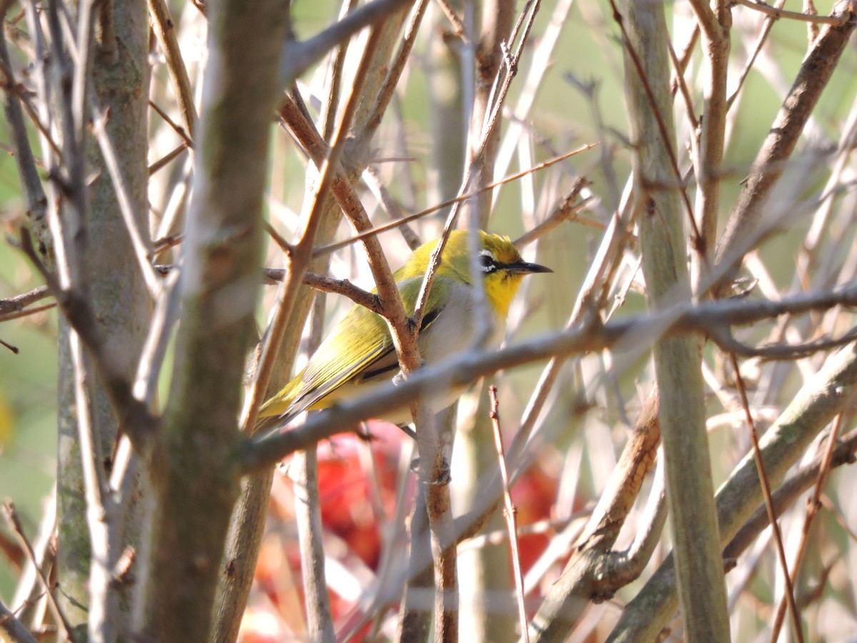 Swinhoe's White-eye - ML613039881