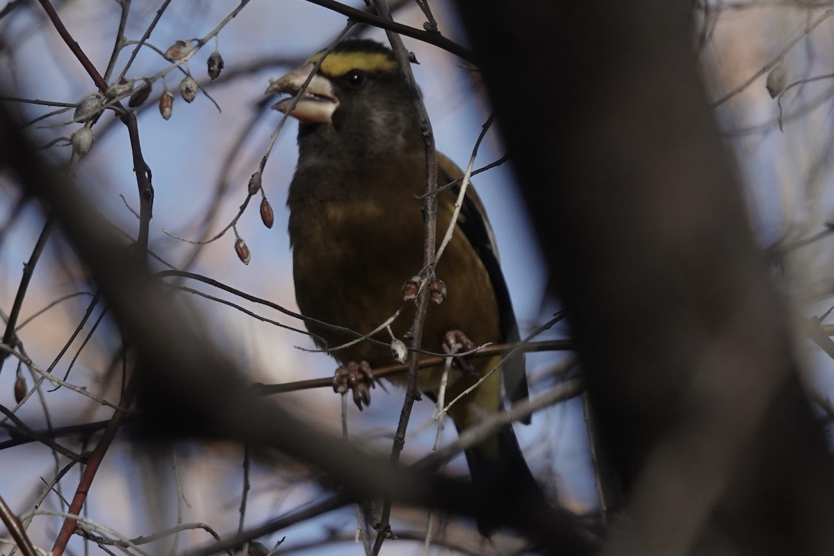 Evening Grosbeak - ML613039884