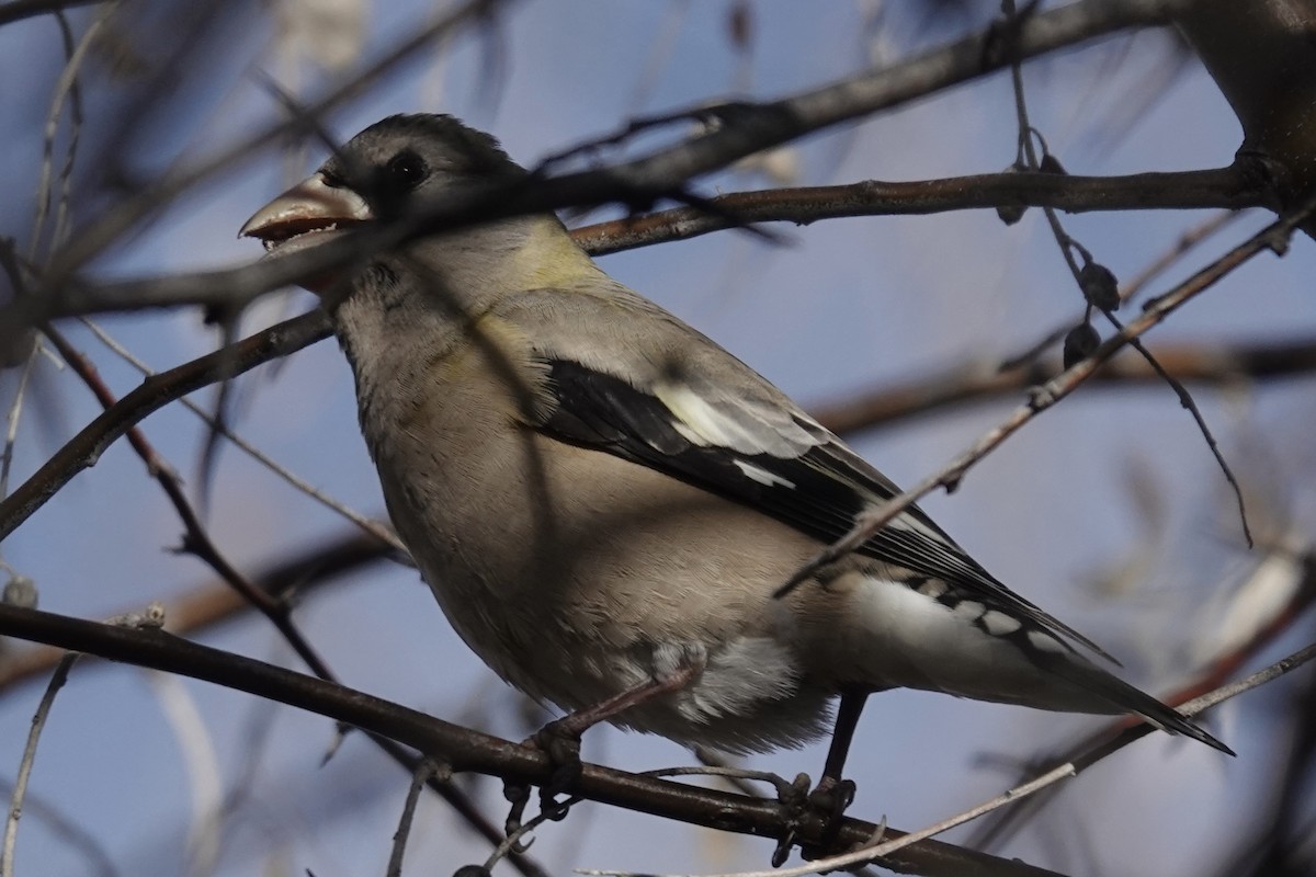 Evening Grosbeak - ML613039885