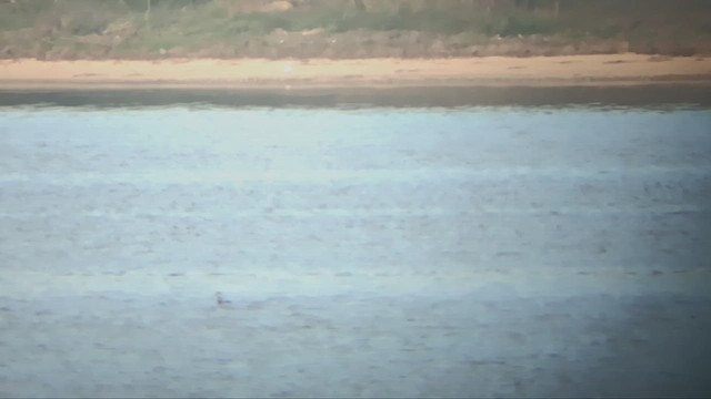 Ухаа шунгуур - ML613039918