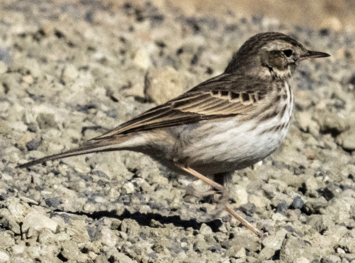 Berthelot's Pipit - ML613039948