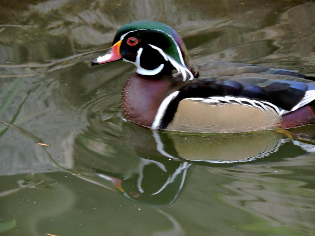 Wood Duck - ML613039969