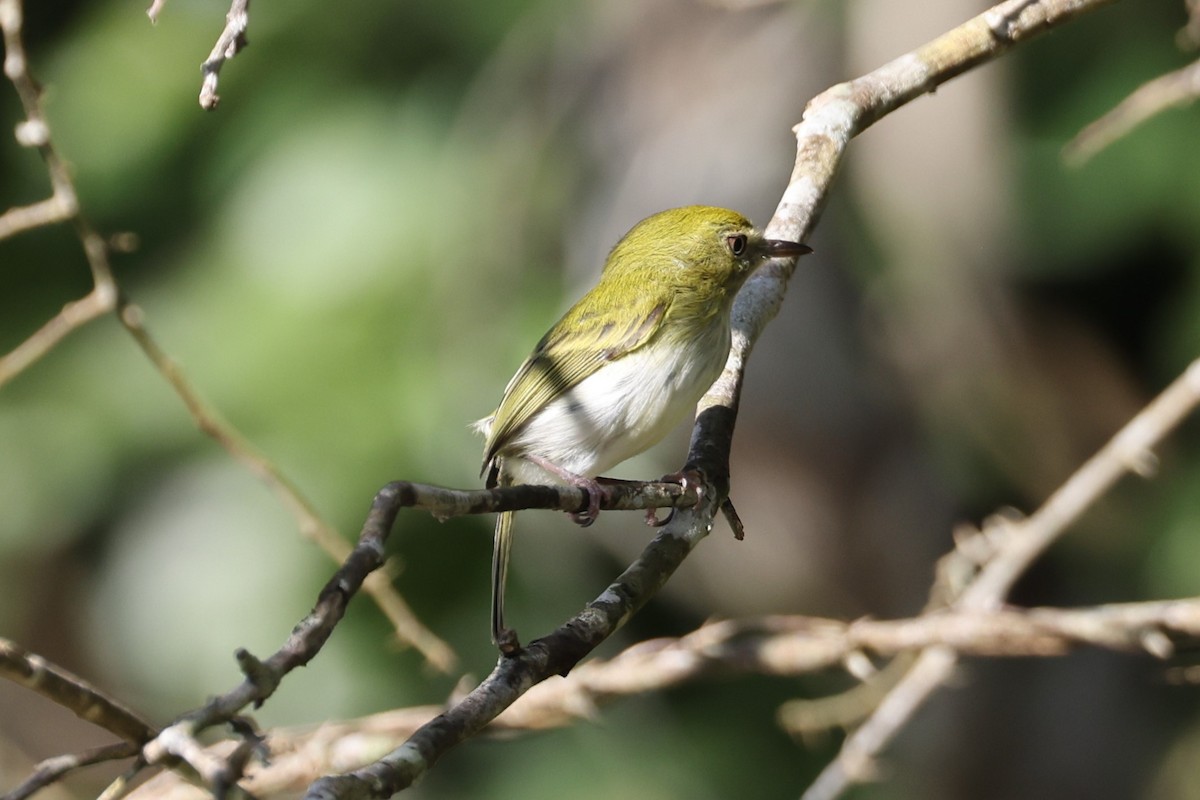 Hangnest Tody-Tyrant - ML613039972