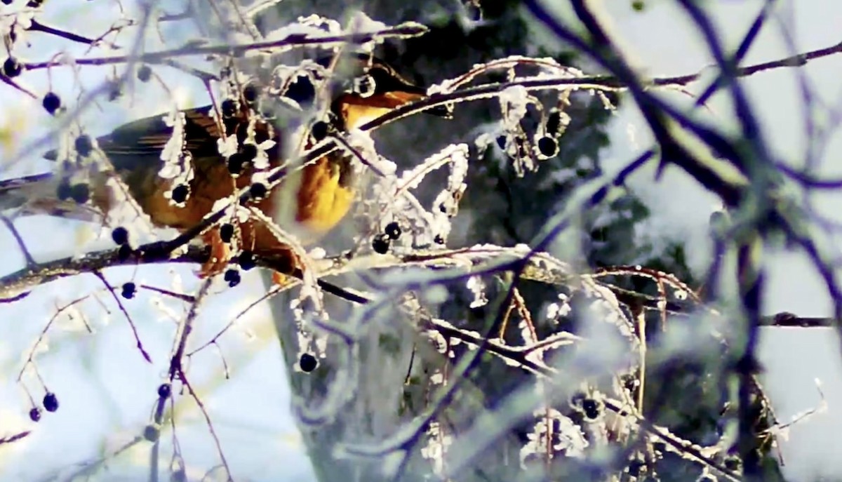 Varied Thrush - Dan Pekich