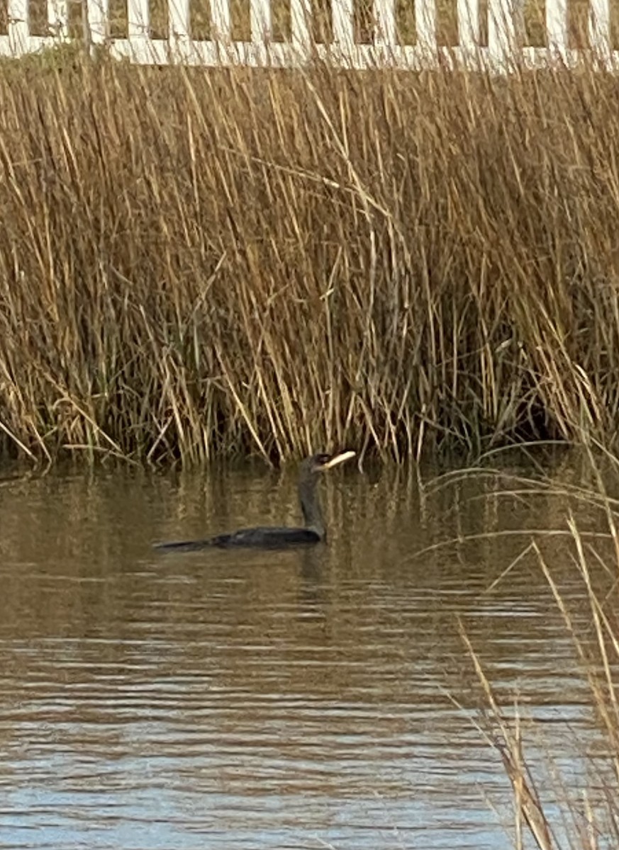 Double-crested Cormorant - ML613039996