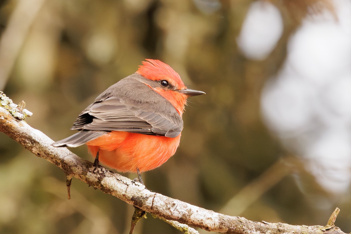 Vermilion Flycatcher - ML613040011